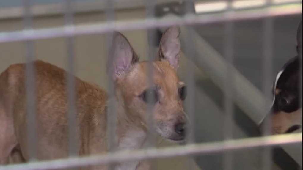 Central Florida animal rescues take in 85 dogs from single home