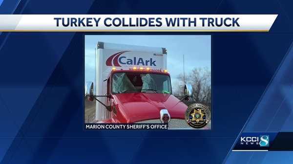 iowa bird strike: turkey crashes through truck driver's windshield
