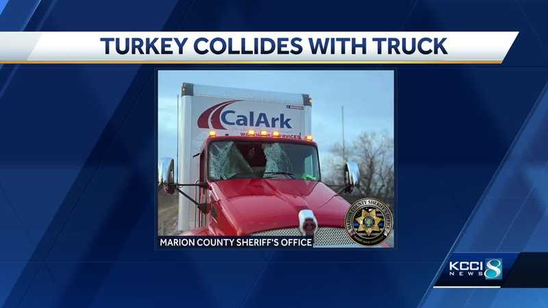 Iowa bird strike: Turkey crashes through truck driver's windshield