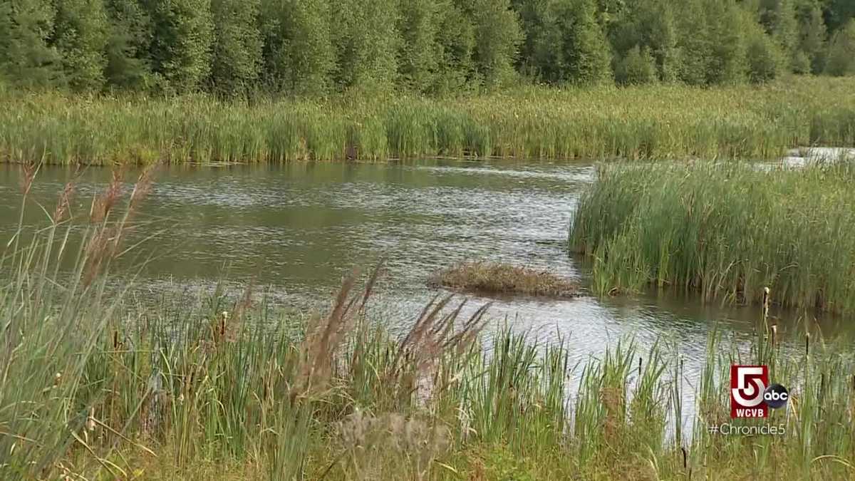 Mass Audubon Society teams up with farm owners to restore their retired cranberry bog back to