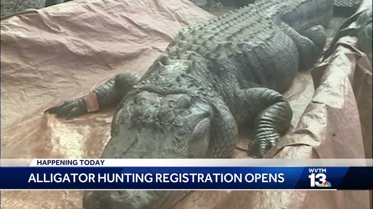 Alligator hunting registration begins