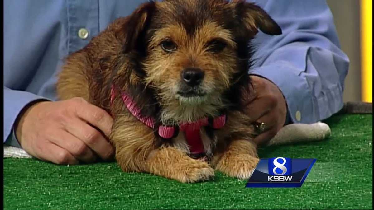 Pet of the Week: Felicia the dog