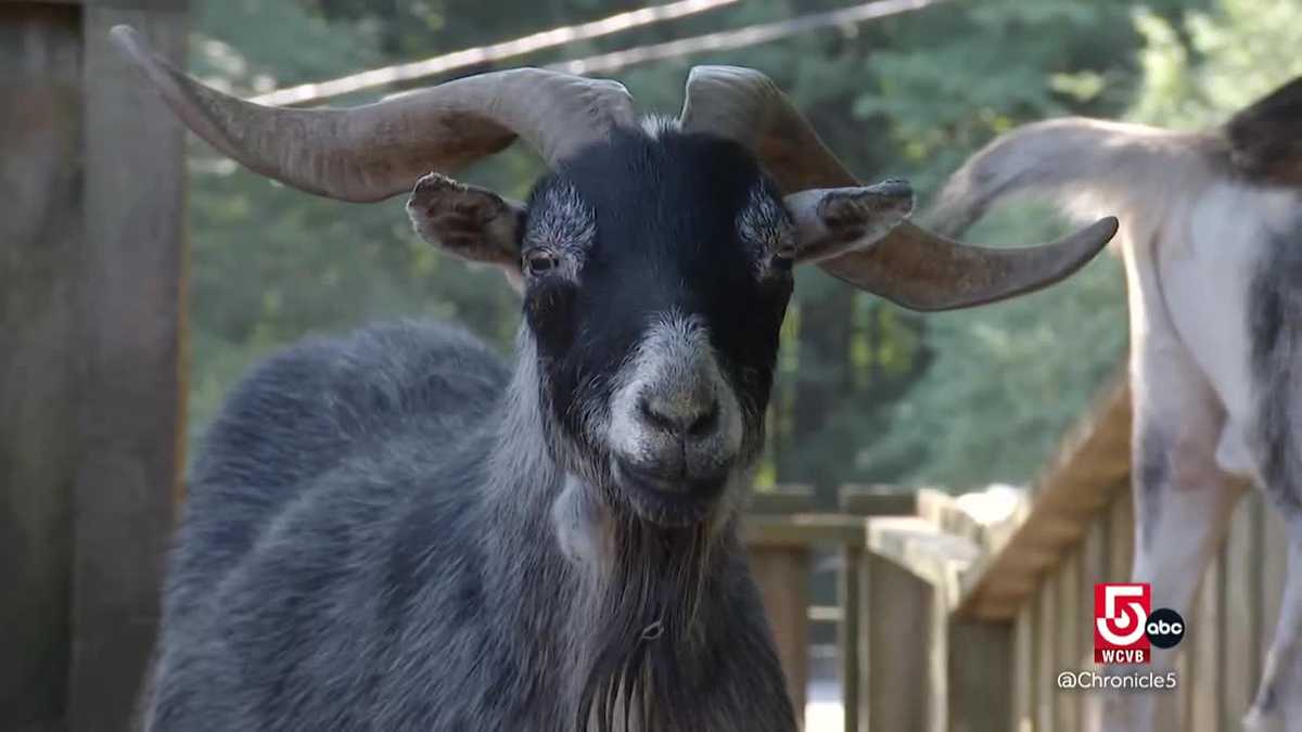 At Unity Farm Sanctuary, rescued animals find a forever home
