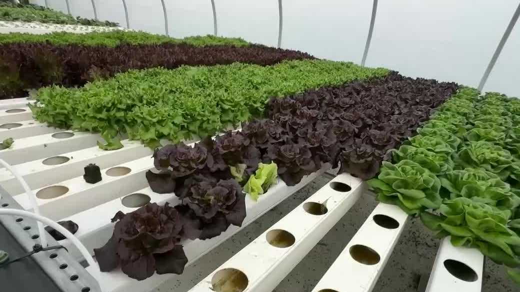 New Hampshire farmers say they're struggling amid rising fuel, supply costs