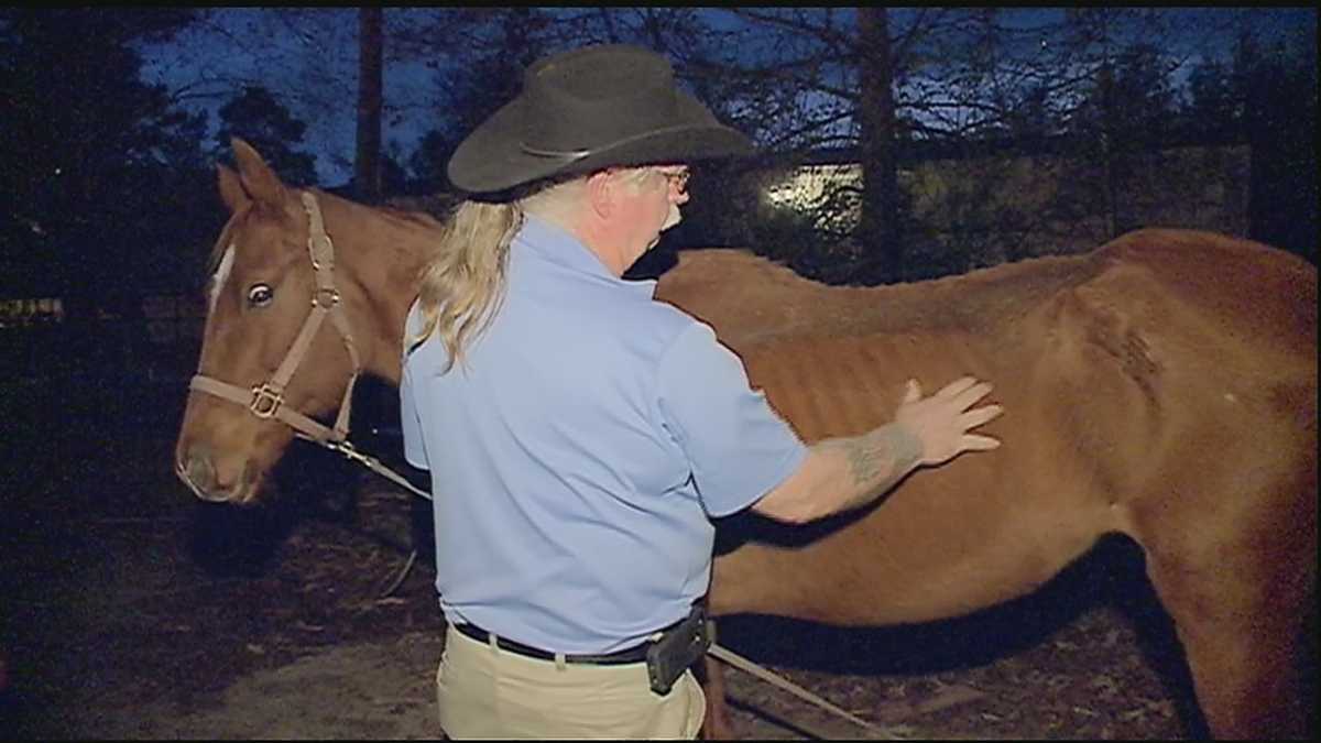 Photos of horse in Livingston Parish go viral, launch investigation