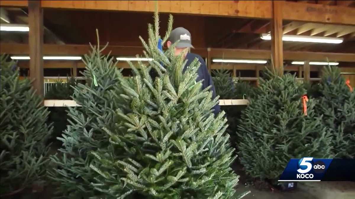 Buying a real tree this Christmas? Here's what to know