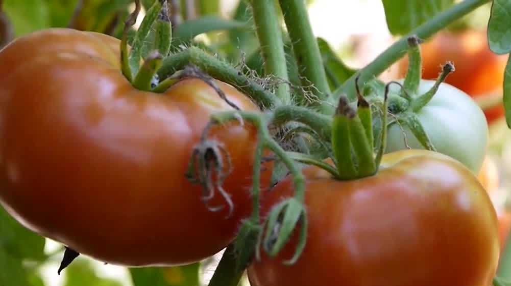 Tariff on Mexican tomatoes could raise prices for shoppers, restaurants