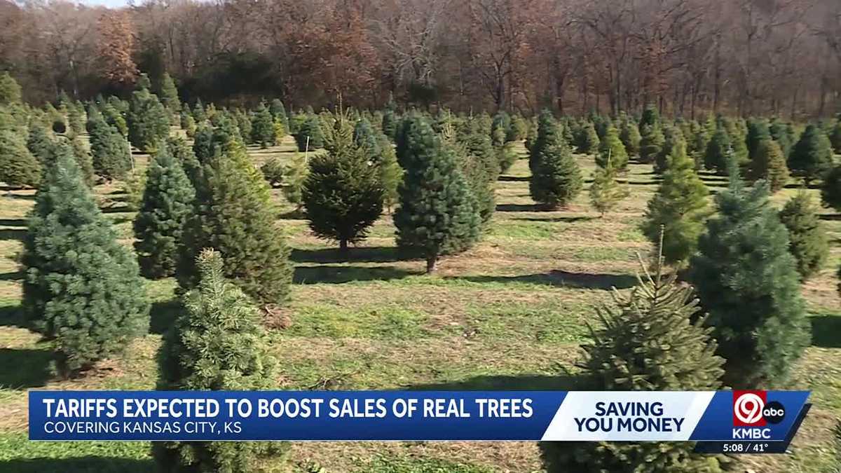Tariffs on fake trees may mean boost for Christmas tree farms
