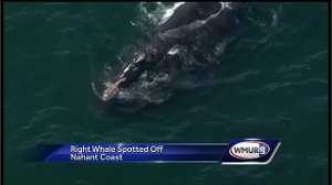 Rare right whale spotted off Nahant coast