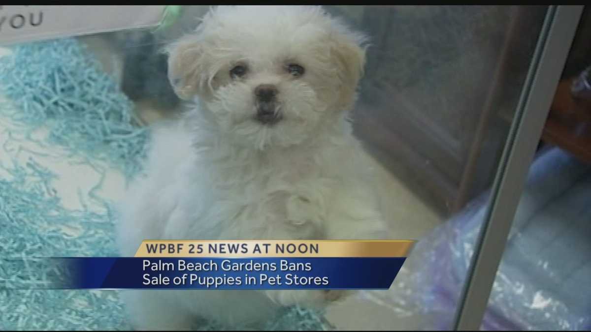 Palm Beach Gardens bans sales of puppies at pet stores