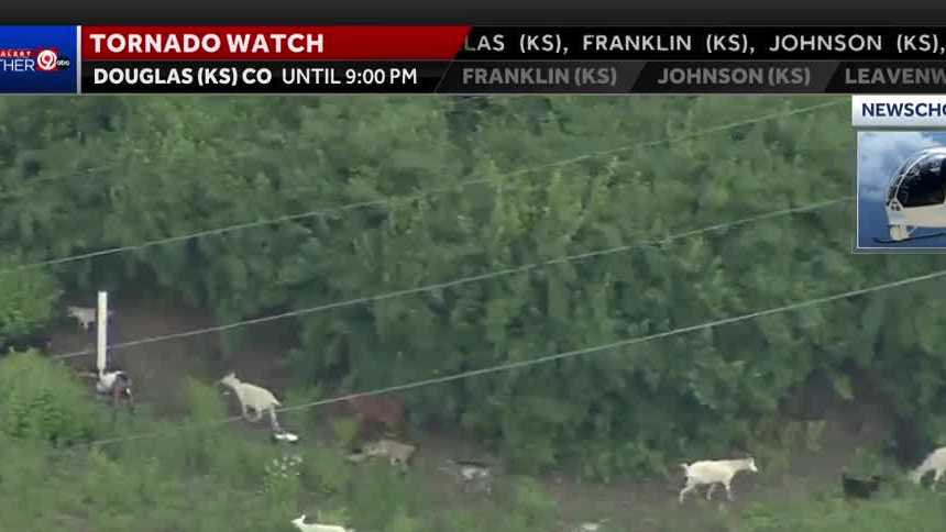 Goats return to Kansas City's Berkley Riverfront to tackle invasive weeds