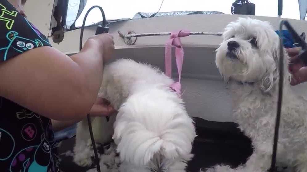 How to safely groom your dog at home