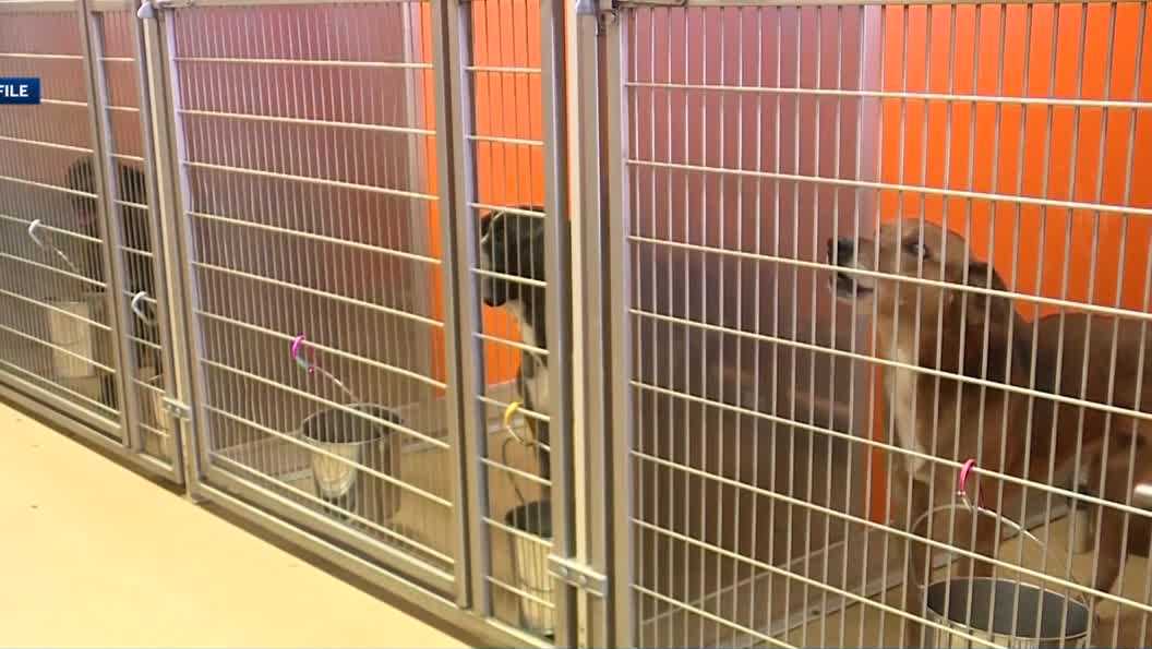 Animal activists pushing for stricter penalties