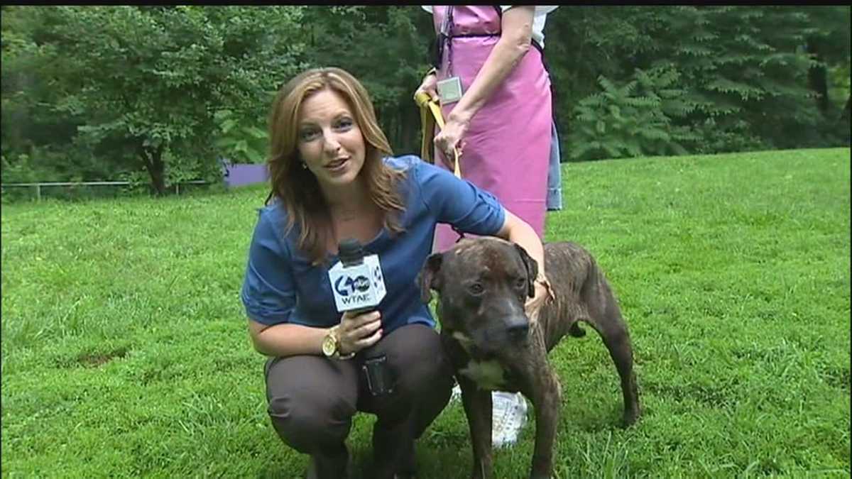 Animal Friends offers 'Liberation' to lost dogs