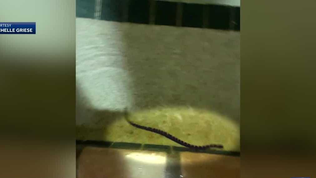 Hotel guests stunned to discover snakes in pool and hot tub - Vimarsana News