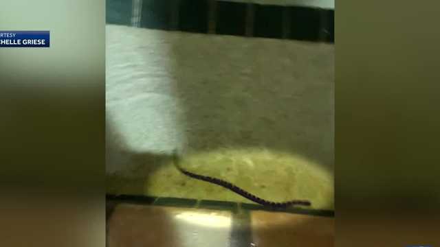 Video: Hotel guests stunned to discover snakes in pool, hot tub - Vimarsana News