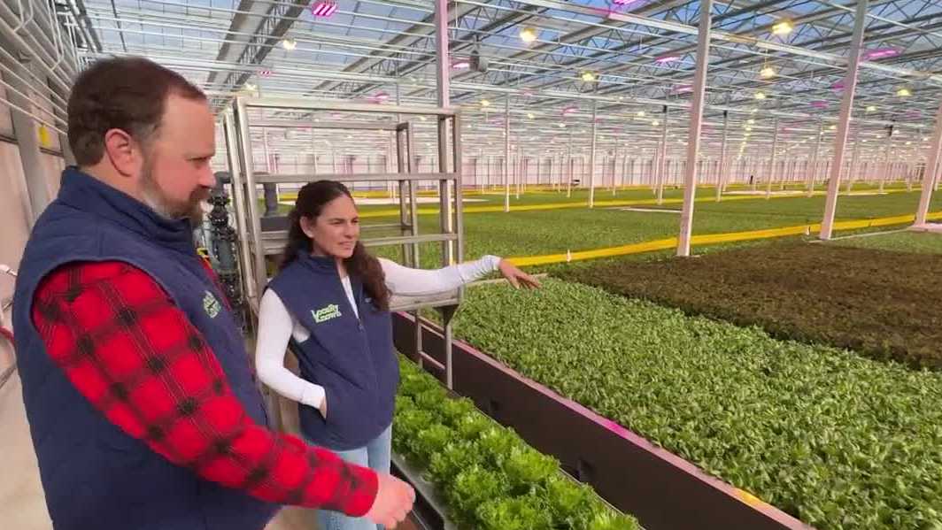 This lettuce is grown year-round at an energy-efficient greenhouse in New Hampshire