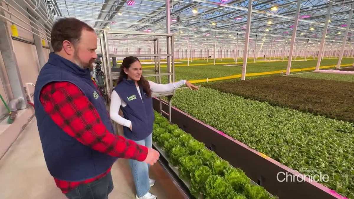 Lettuce grown year-round at energy-efficient greenhouse in Berlin