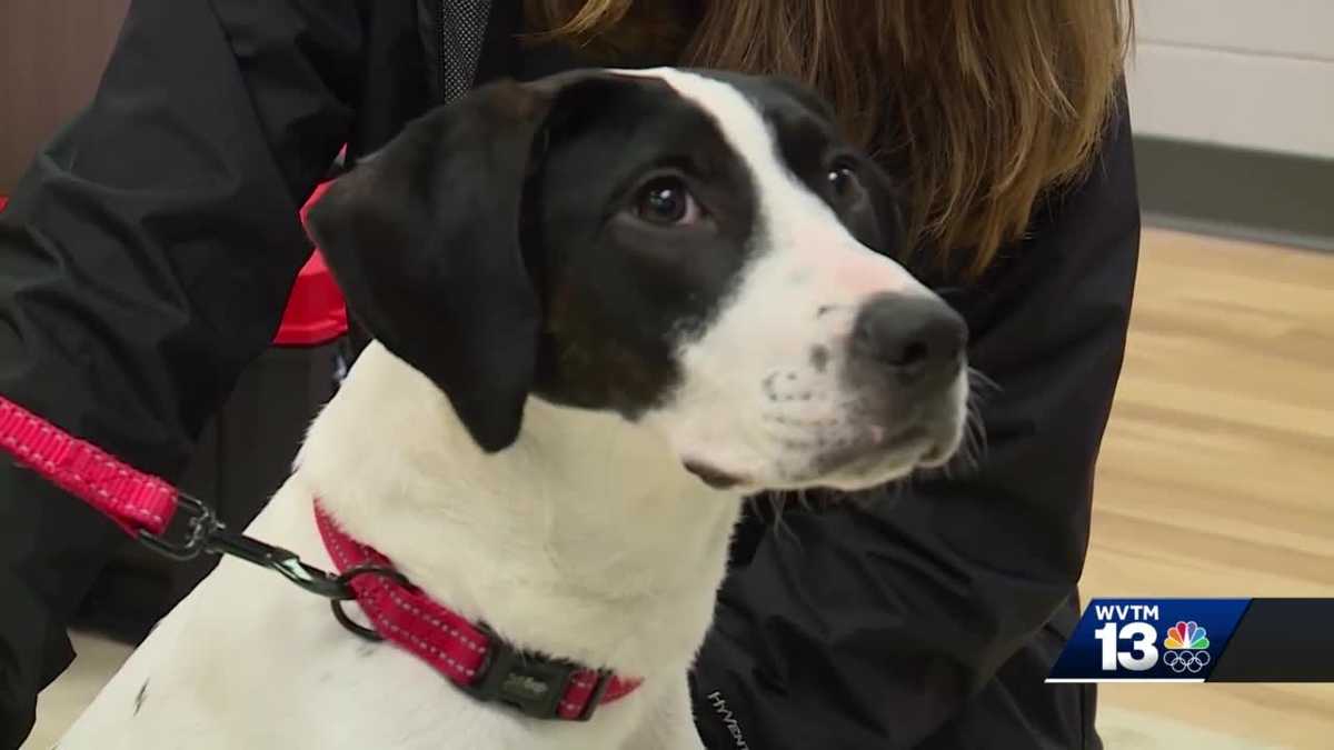 Tuscaloosa County woman faces animal cruelty charges after dog's leg ...