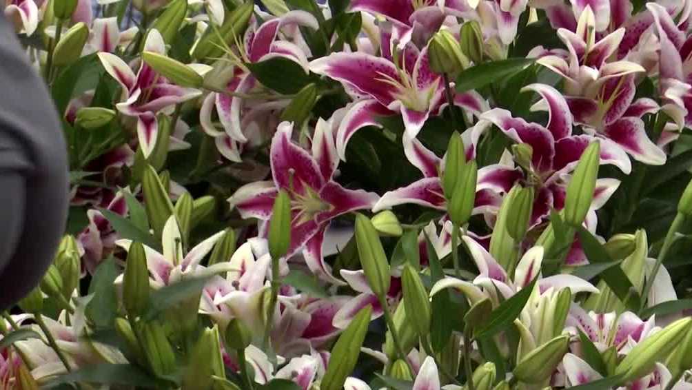 Florists craft traditional garland of lilies for 149th Kentucky Oaks