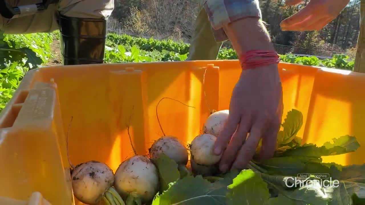 wmur.com - Kelly O'Brien - Farms help feed hungry through NH Gleans program
