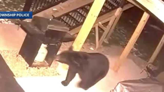 Bear spotted in Crescent Township, Allegheny County 