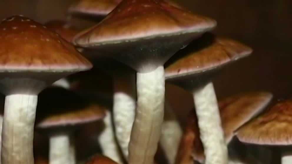 Bill could legalize magic mushrooms in 3 Ca. counties - Vimarsana News