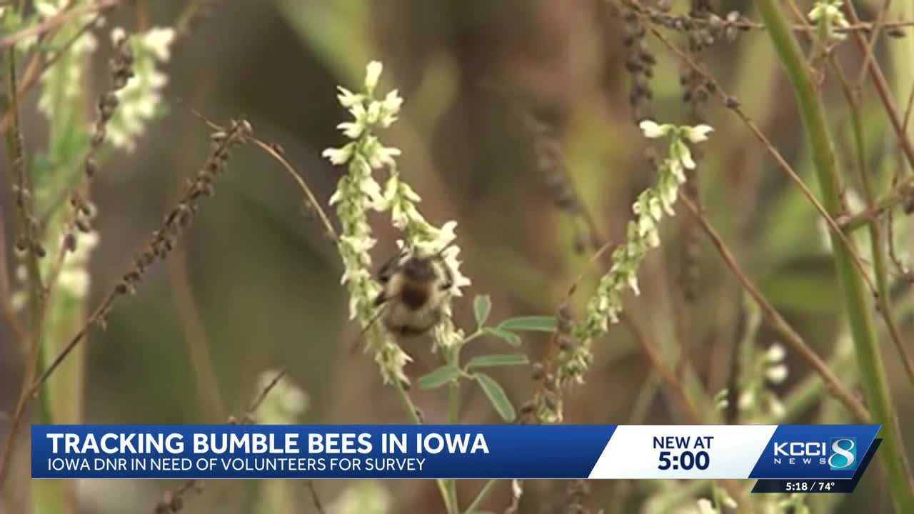 Iowa DNR looking for volunteers to help with bumblebee survey