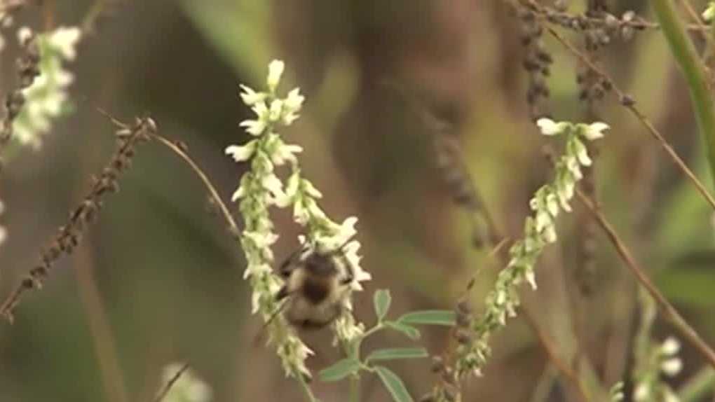 Iowa DNR looking for volunteers to help with bumblebee survey