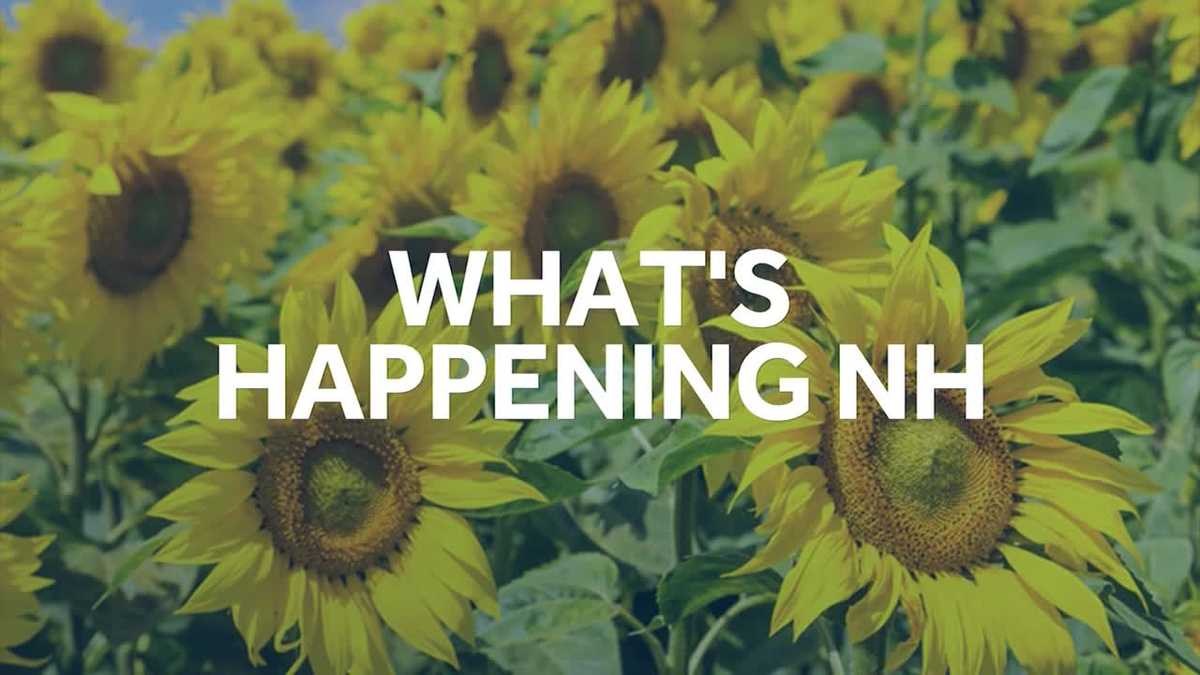 Things to do in NH this weekend August 1213, 2023