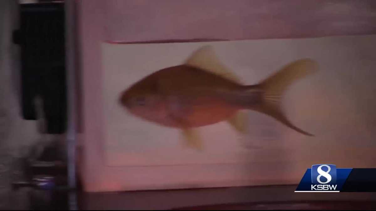 Animal Stories with Dan Green: goldfish racing