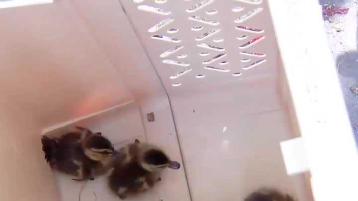 California firefighters rescue ducklings trapped in storm drain