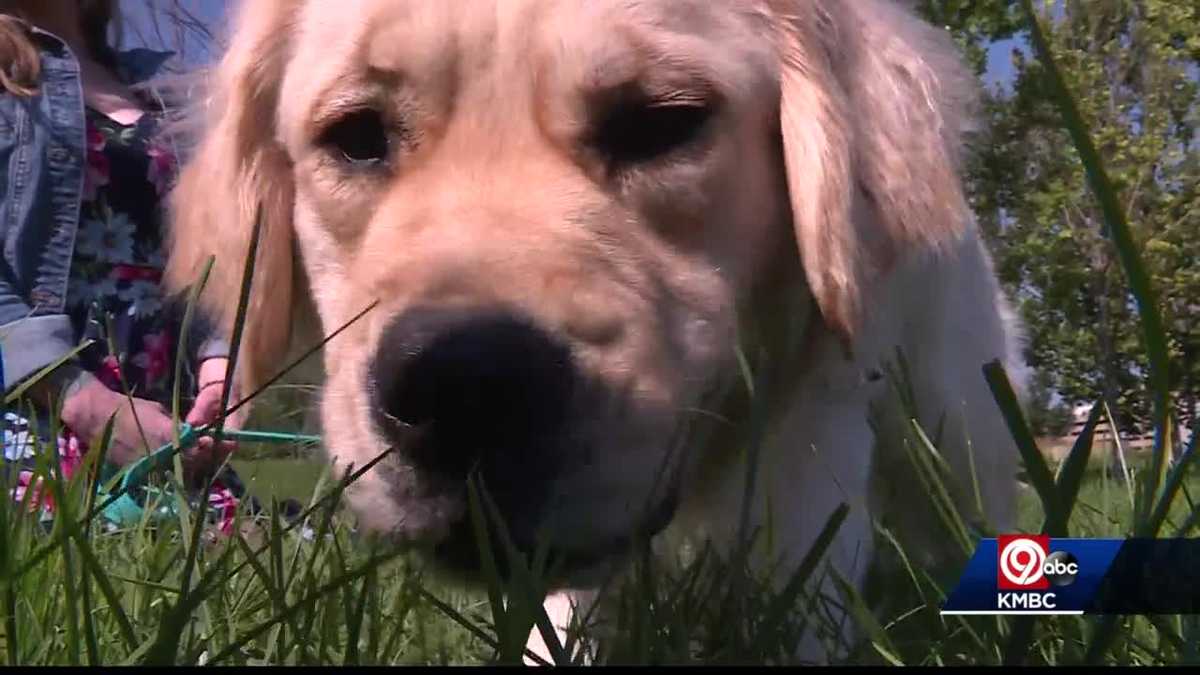 New therapy dog making rounds at Kansas City's Children's Mercy Hospital