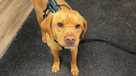Fremont shelter reunites lost dog with owner after four months