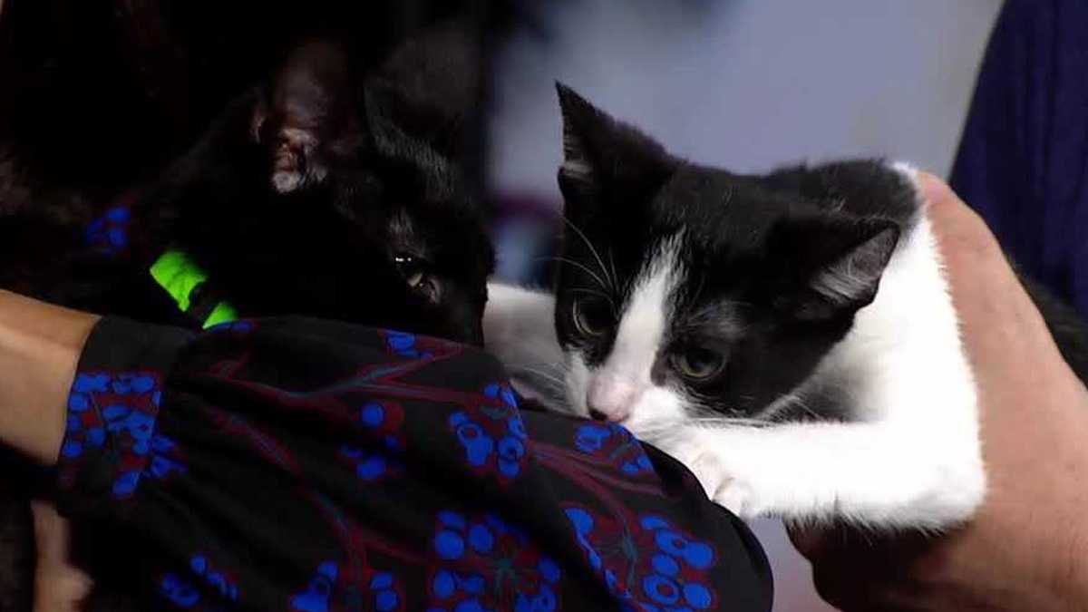 Meet Catan and Skip-Bo, our Adoptable Pets of the Week in Greater Portland