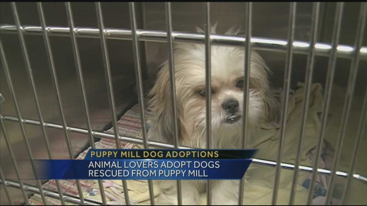 Animals seized in puppy mill up for adoption