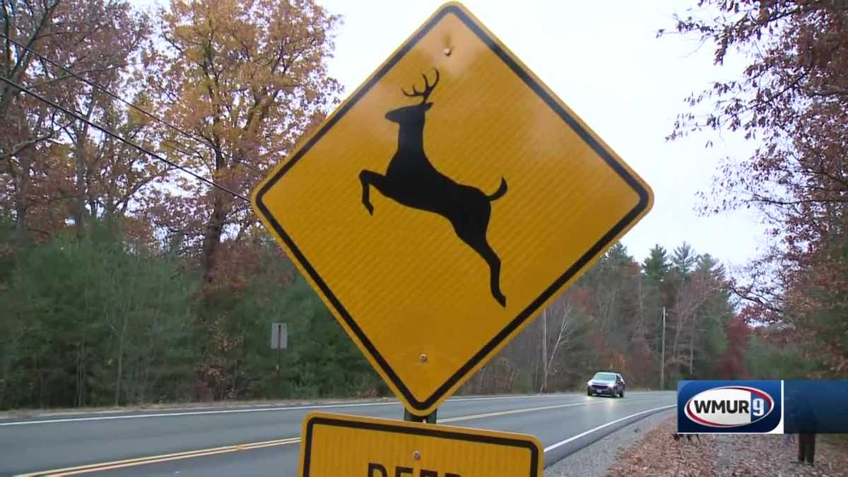 Drivers warned that deer more active along NH roads this time of year