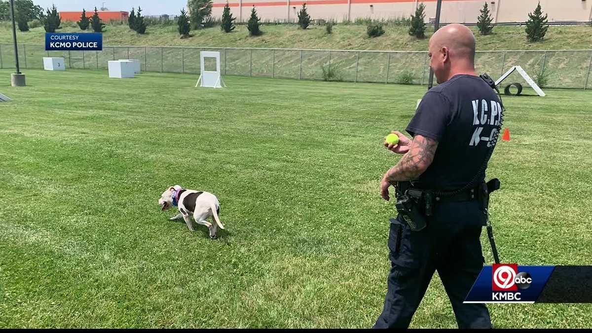 KCPD teams up with KC Pet Project to find homes for shelter dogs