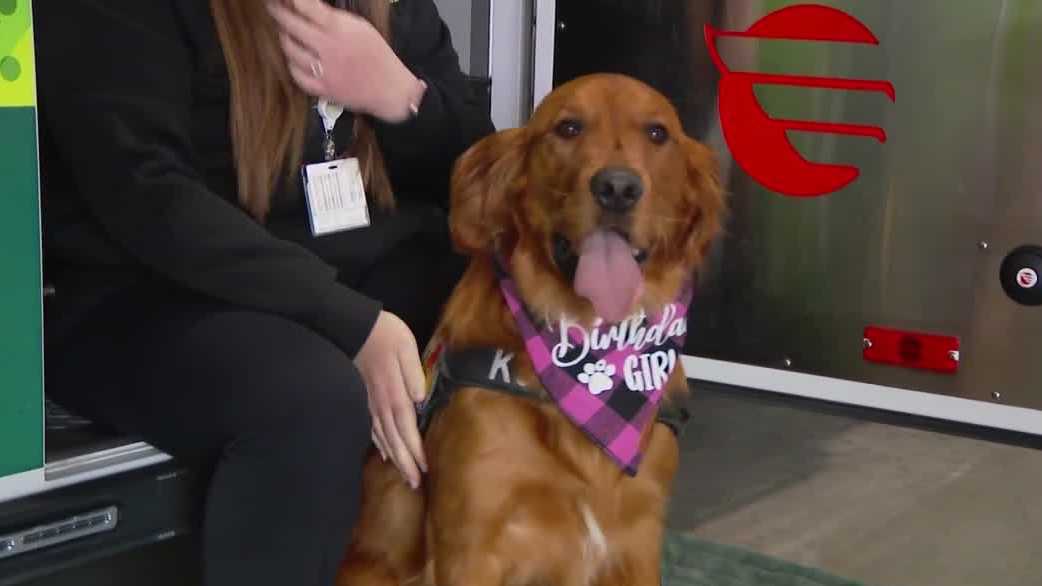 Crisis response K-9 Abby celebrates her second birthday in West Des Moines