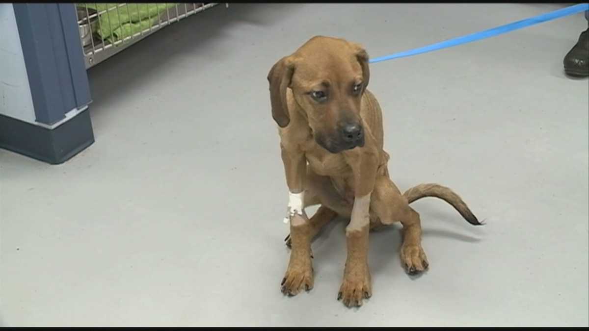 Woman charged with animal cruelty after abandoning dog