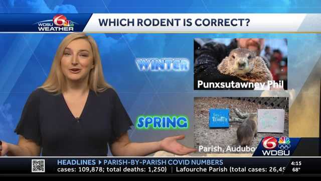 Punxsutawney Phil vs. Parish: Which rodent is trustworthy? - Vimarsana News