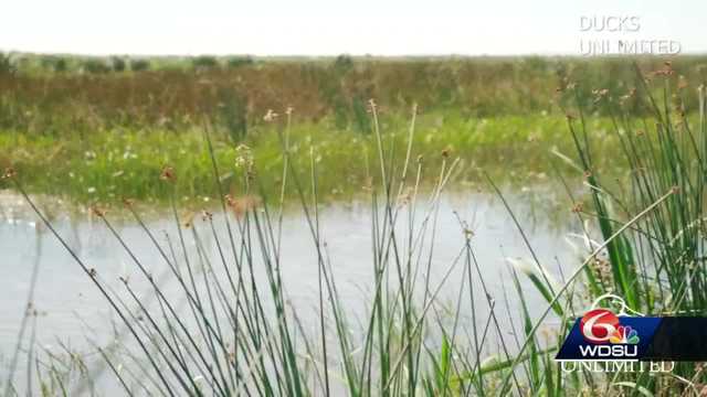 Louisiana is sinking, but there's hope with new land growth - Vimarsana News