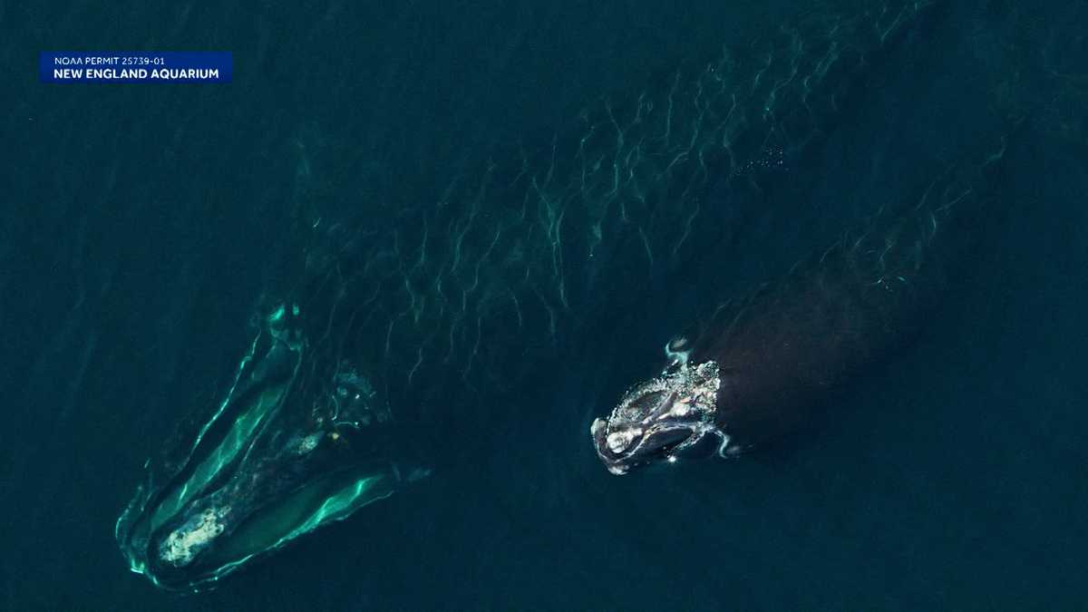 Meet the Vermont scientist studying critically endangered North Atlantic right whales