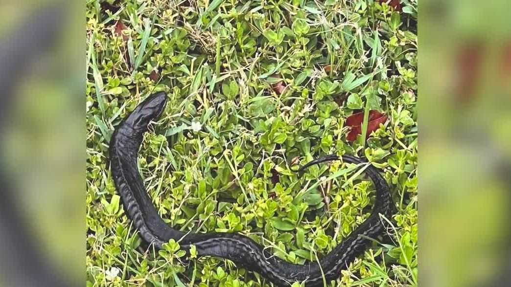 Invasive swamp eels found in Fort Myers, experts warn on how to report them