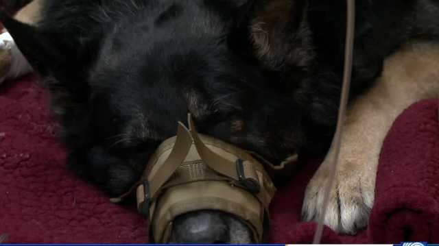 Retired K-9 creates awareness about his terminal nerve disease - Vimarsana News