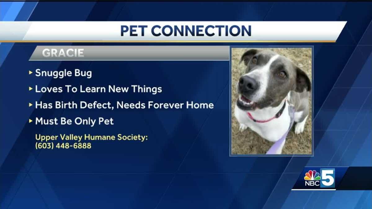 Pet Connection: 10-25-18