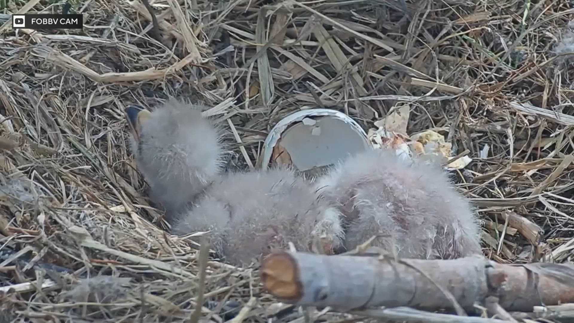 Second eagle chick born to Jackie and Shadow in California