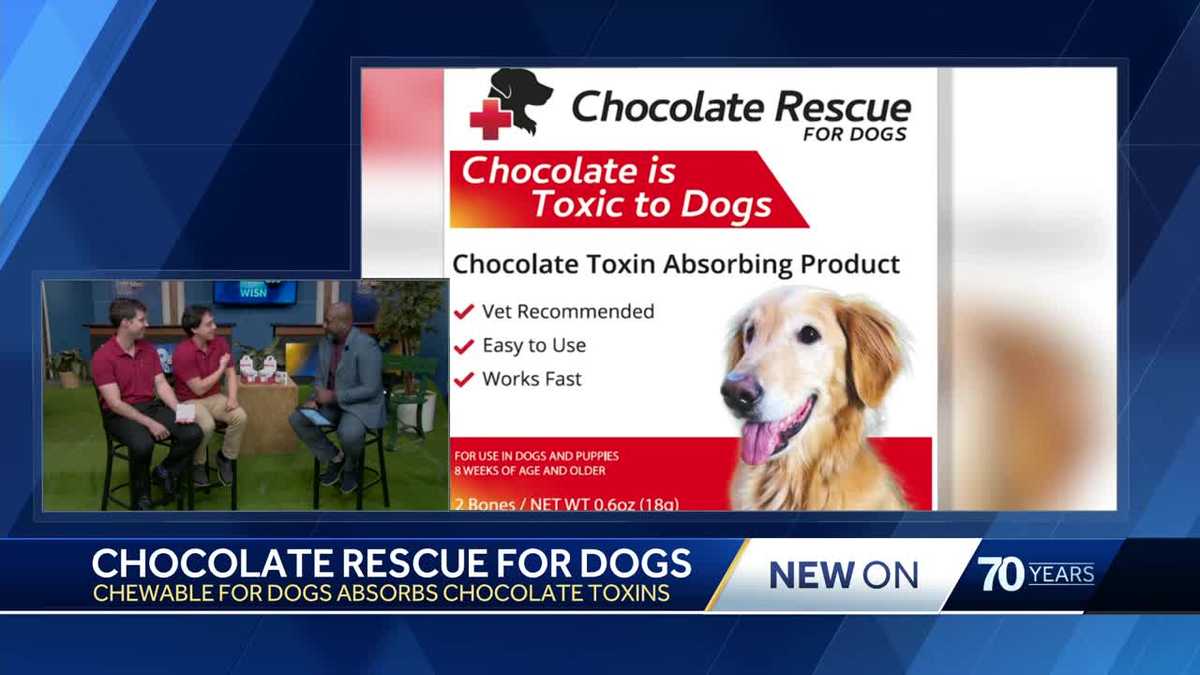 'Project Pitch It': Chocolate Rescue for Dogs