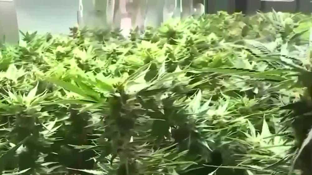 NH representatives stick with House cannabis legalization bill - Vimarsana News
