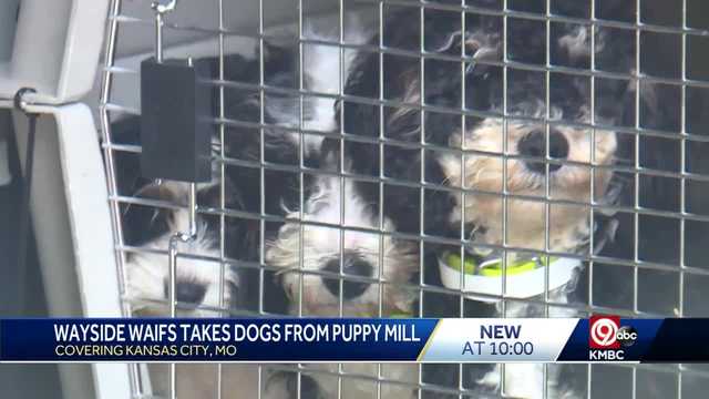 Kansas City's Wayside Waifs takes in dozens of dogs from Iowa puppy mill - Vimarsana News